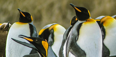Parque pinguino rey